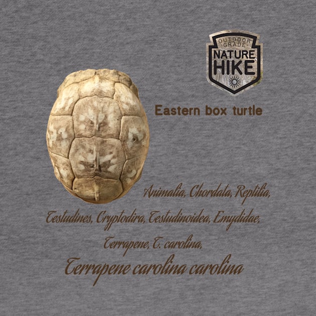 Eastern Box Turtle Shell Bone Taxonomy by Nature Hike